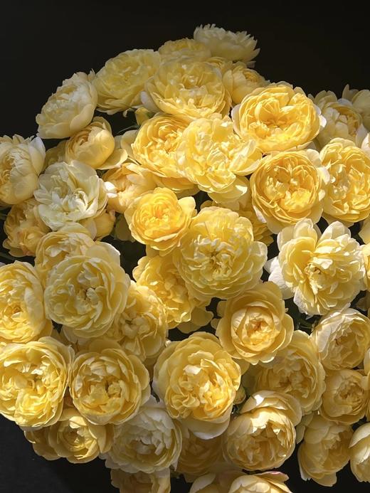 同城甄选果汁阳台系列杨桃多头玫瑰花10支 商品图3