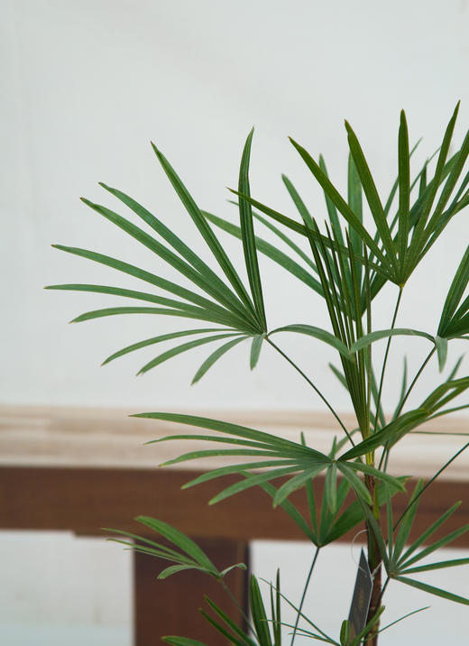 金山棕 商品图2