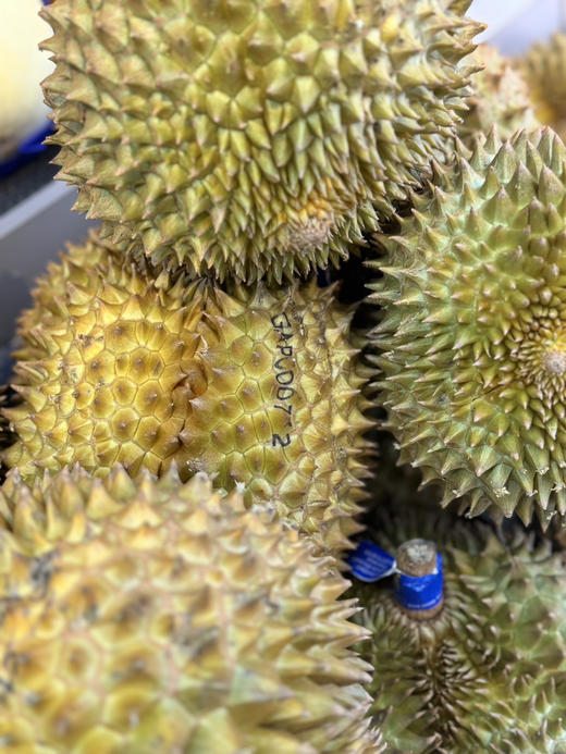 Sc泰国特供金枕榴莲49.8元/斤（称重后退差价默认代拨） 商品图0