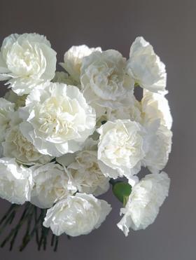 新鲜鲜花 白色康乃馨10支（17点前下单当天送达 可备注送货时间）