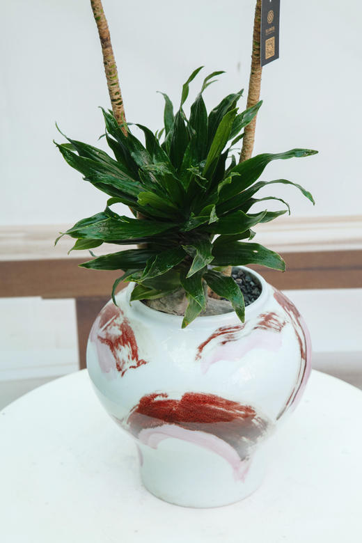 太阳神 商品图1