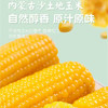 特价内蒙古少有沙土地玉米沙土地黄糯玉米  8根装 商品缩略图2