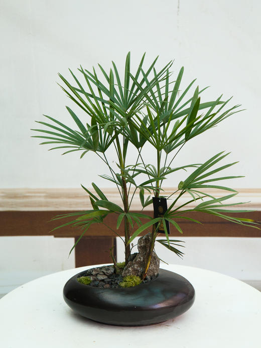 金山棕 商品图0