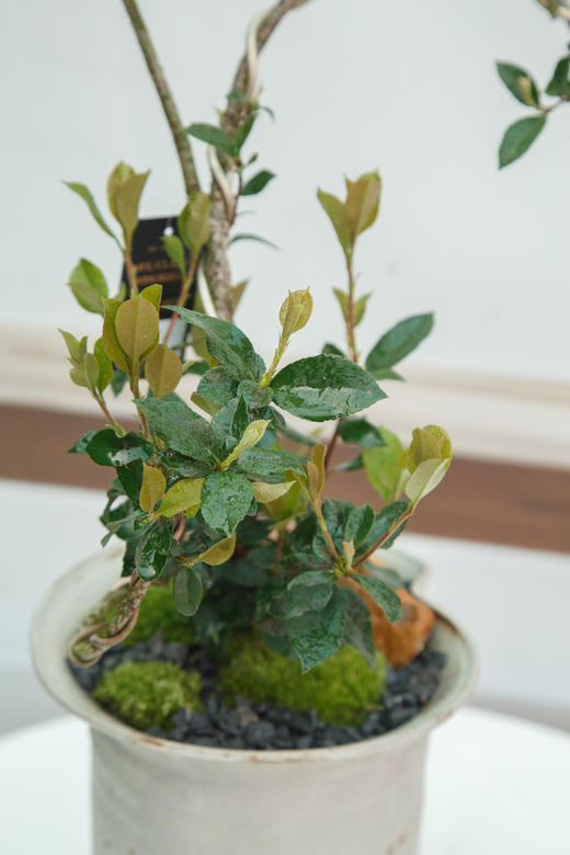 造型春花 商品图1