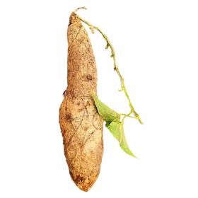 【生鲜预定】脚板山药1kg