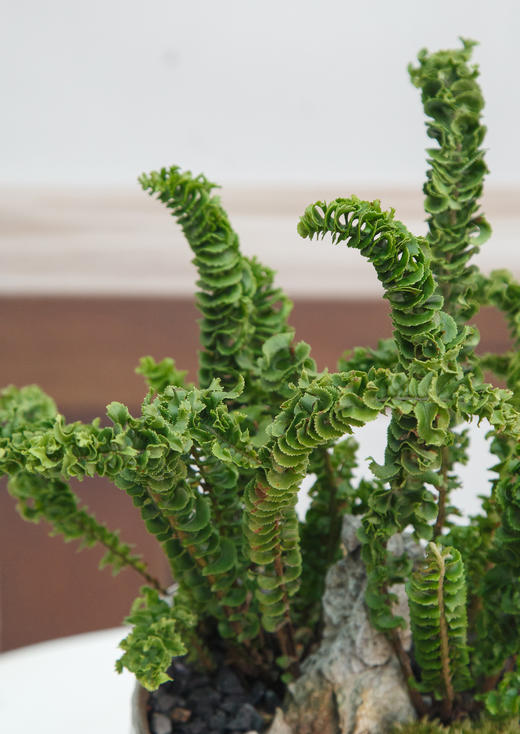 卷叶肾蕨 商品图2