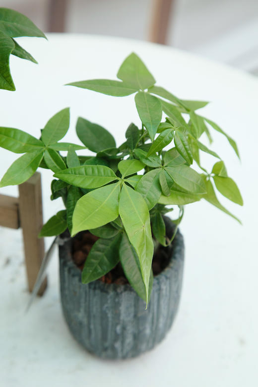 奇趣发财树 商品图1