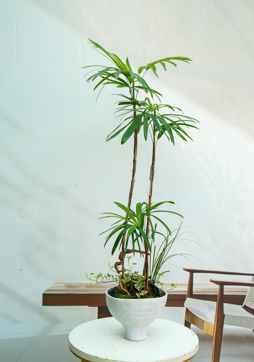 金山棕 商品图0