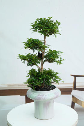 造型清香木