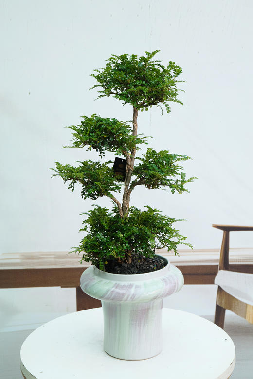 造型清香木 商品图0