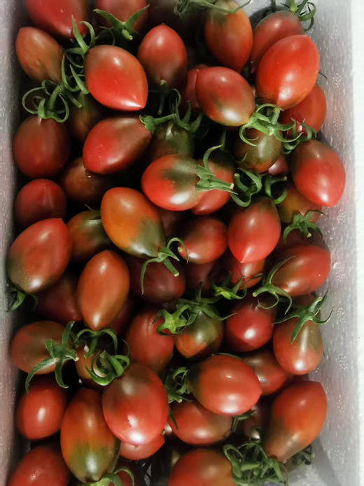 子弹头柿子，富含多种维生素和矿物质，是您餐桌上的健康之选。每一颗子弹头柿子都蕴含着丰富的果肉，轻轻一咬，鲜甜的汁液即刻充满口腔，带来无与伦比的美味体验。500克/盒 商品图1