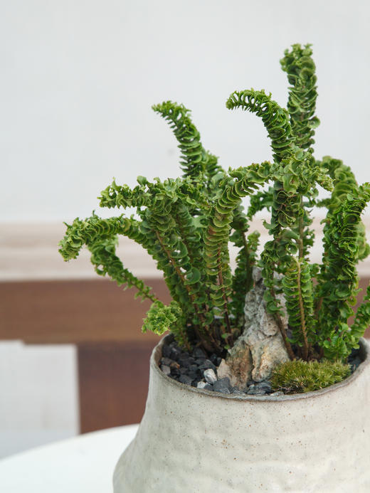 卷叶肾蕨 商品图1