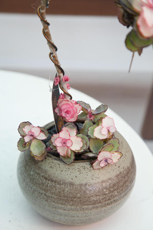 锦绣牡丹锦 商品图1