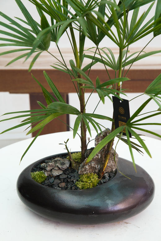 金山棕 商品图1