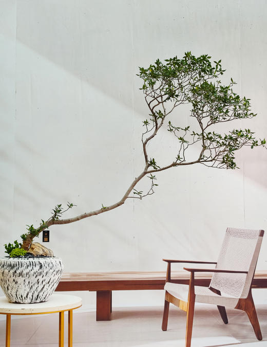 海岛栀子花 商品图3