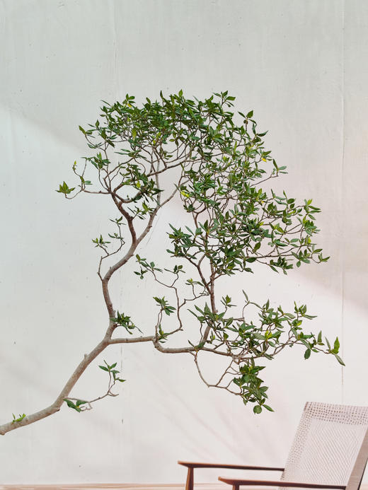 海岛栀子花 商品图4