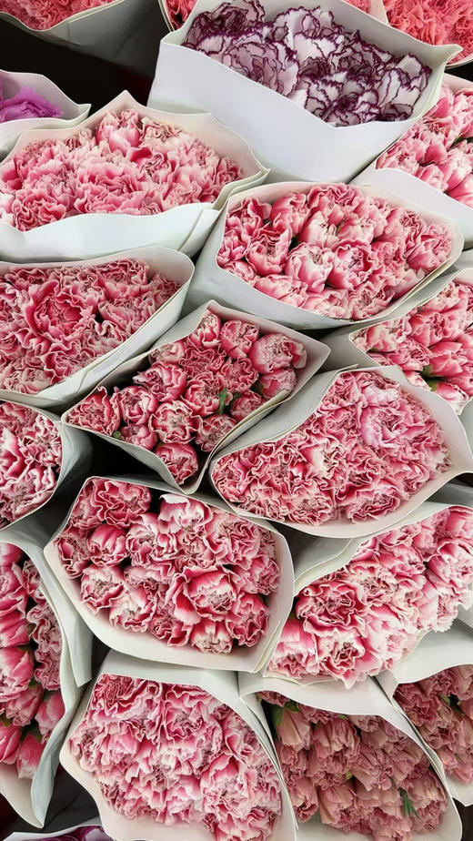 特级康乃馨，颜色太多，大家下单备注！20支/束 商品图5