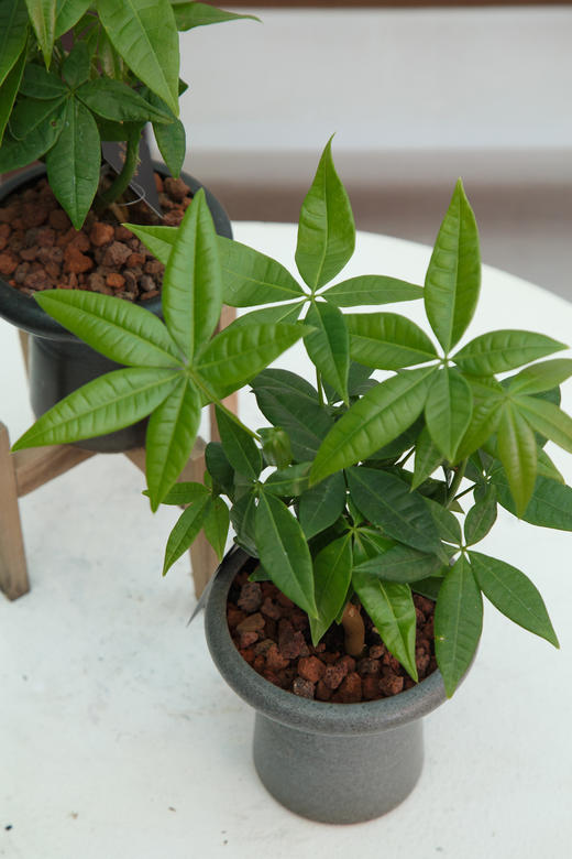 奇趣发财树 商品图1