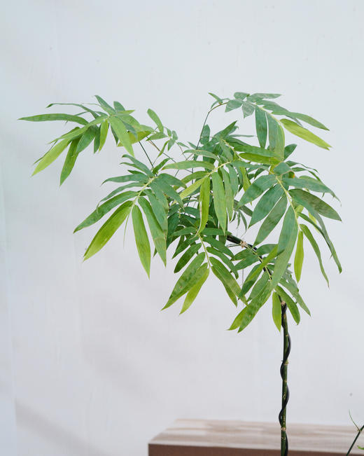 宝塔簕竹（中） 商品图2