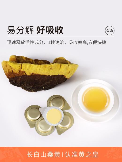 【东北特产】黄之皇长白山桑黄冻干粉 商品图1