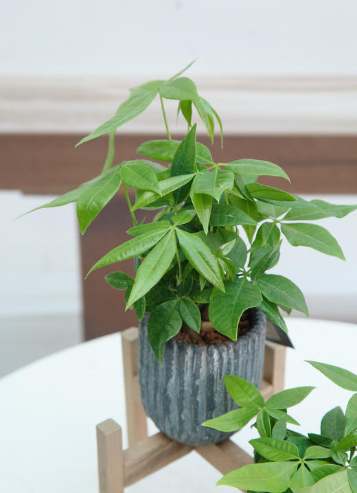 奇趣发财树 商品图0