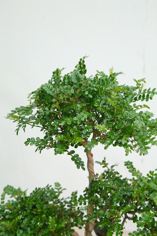 造型清香木 商品图3