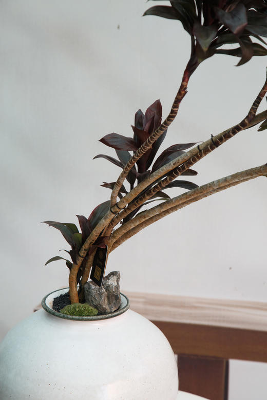 造型娃娃朱蕉 商品图1