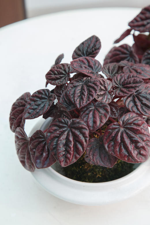 苔藓球-红宝石 商品图1