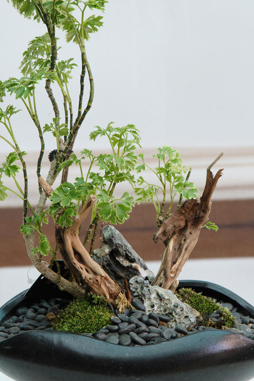 珍珠福禄桐 商品图1