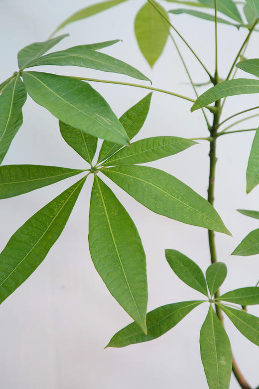 老桩发财树 商品图2