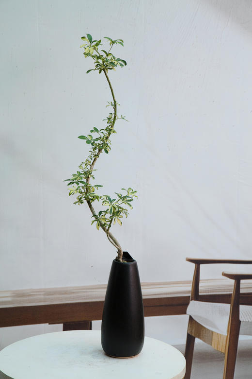 细叶花叶吸财木 商品图0