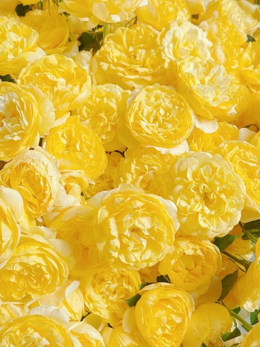 同城甄选果汁阳台系列杨桃多头玫瑰花10支 商品图1