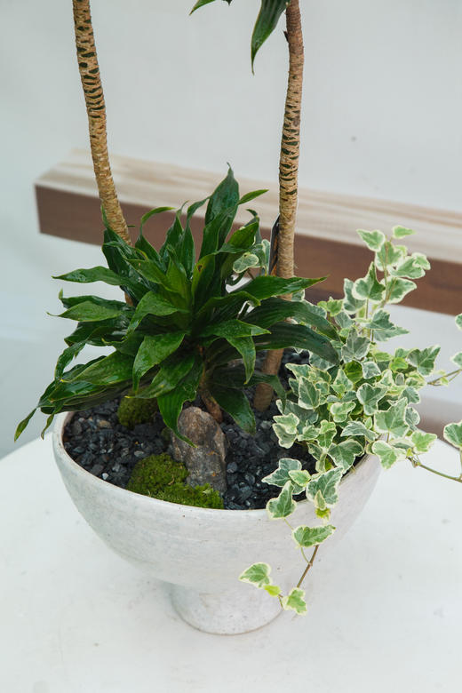 太阳神 商品图1