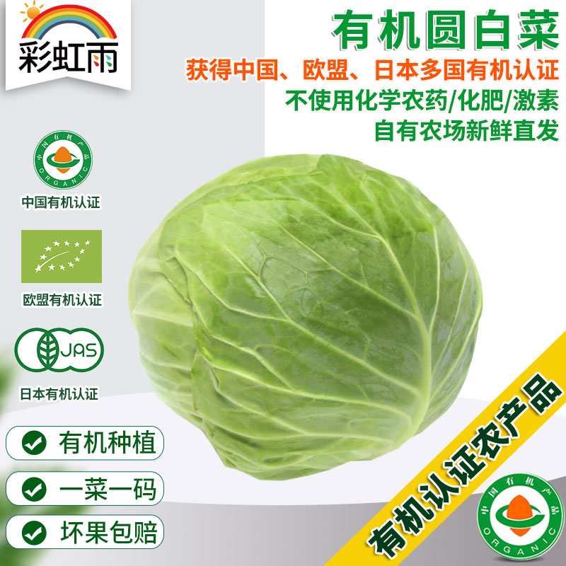 彩虹雨农场 新鲜有机蔬菜圆白菜500g欧盟认证 全国发货满额包邮