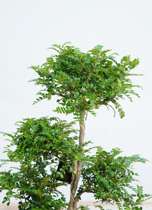 造型清香木 商品图3