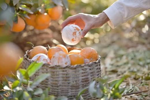 【分仓直发包邮】广西茂谷柑小果2斤（小果果径: 60-65mm， 每斤5-6个左右） 商品图1