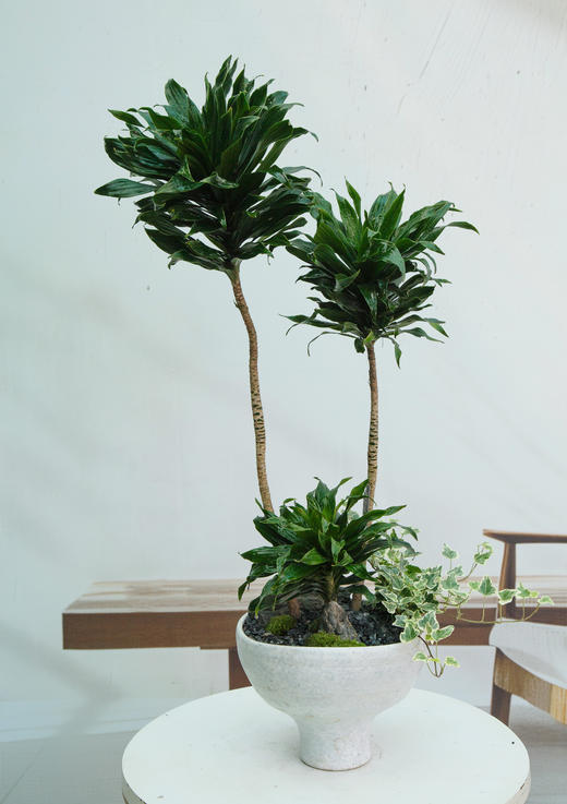 太阳神 商品图0