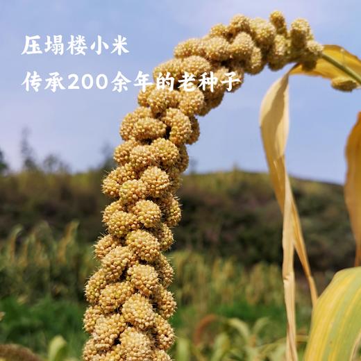 谦益香畴小米米线500g 纯粮制作 拒绝添加 爽滑筋道 炒粉 汤粉优选 商品图4