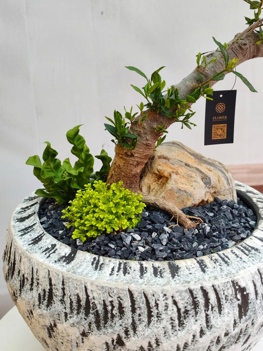 海岛栀子花 商品图5