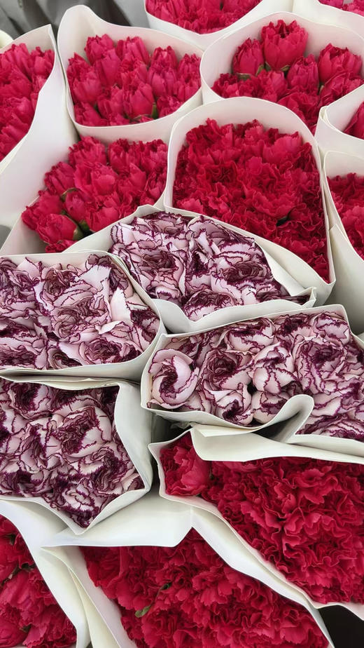 特级康乃馨，颜色太多，大家下单备注！20支/束 商品图2