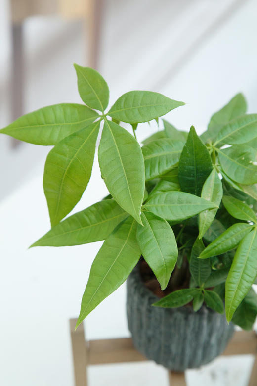 奇趣发财树 商品图2