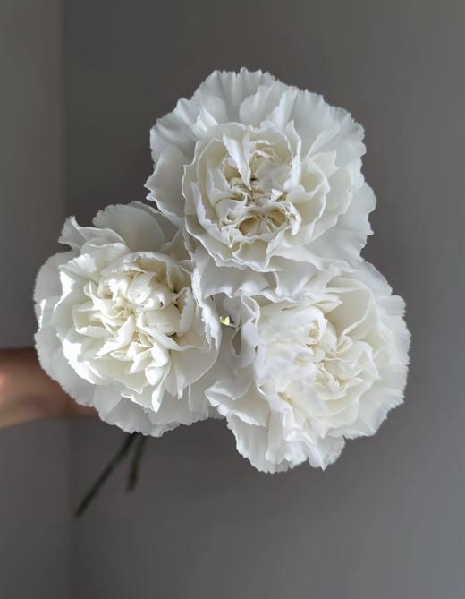 新鲜鲜花 白色康乃馨10支（17点前下单当天送达 可备注送货时间） 商品图2