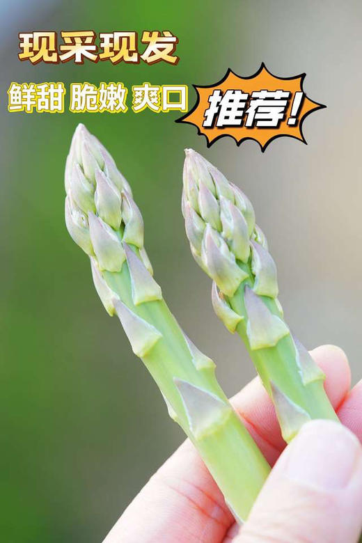 头茬嫩芦笋    产地：崇明
规格：一把/250g
笋满分💯头茬青芦笋🌱
无需去根｜25cm黄金可食段！
应季～“蔬菜之wang” 商品图1