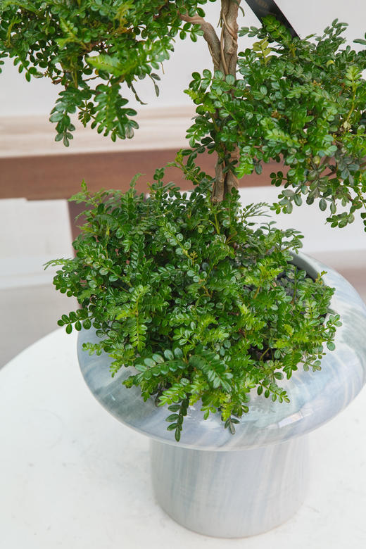 造型清香木 商品图2