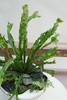 鸟巢蕨-白月光 商品缩略图2