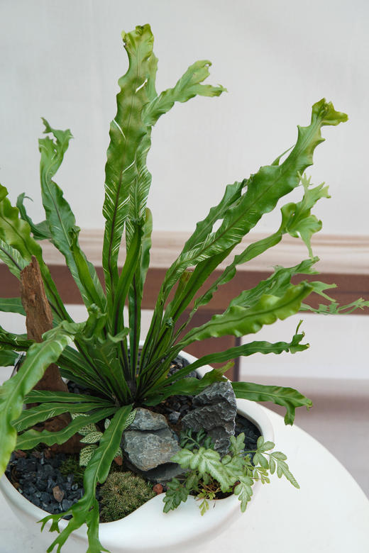 鸟巢蕨-白月光 商品图2