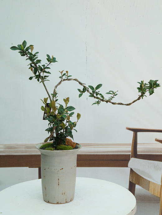 造型春花 商品图0