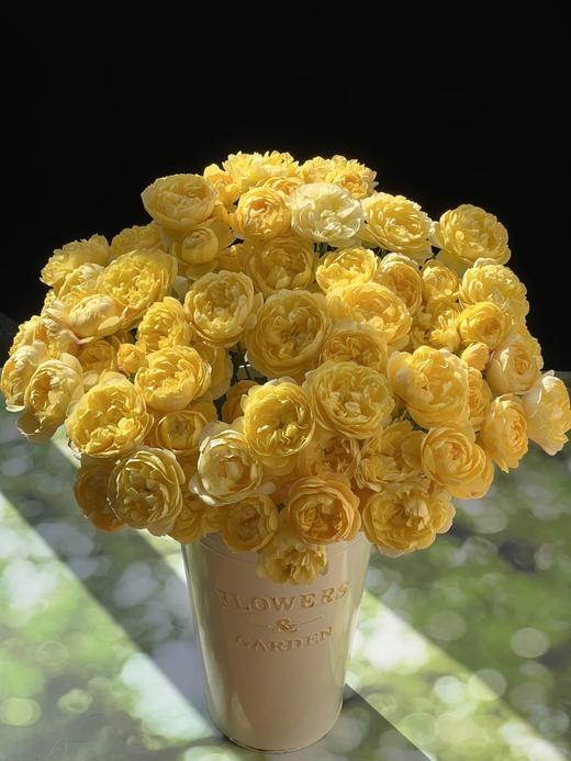 同城甄选果汁阳台系列杨桃多头玫瑰花10支 商品图2