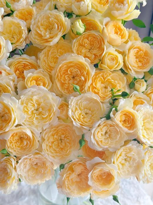 网红爆品花材蜜柚果汁多头玫瑰花10支 商品图1