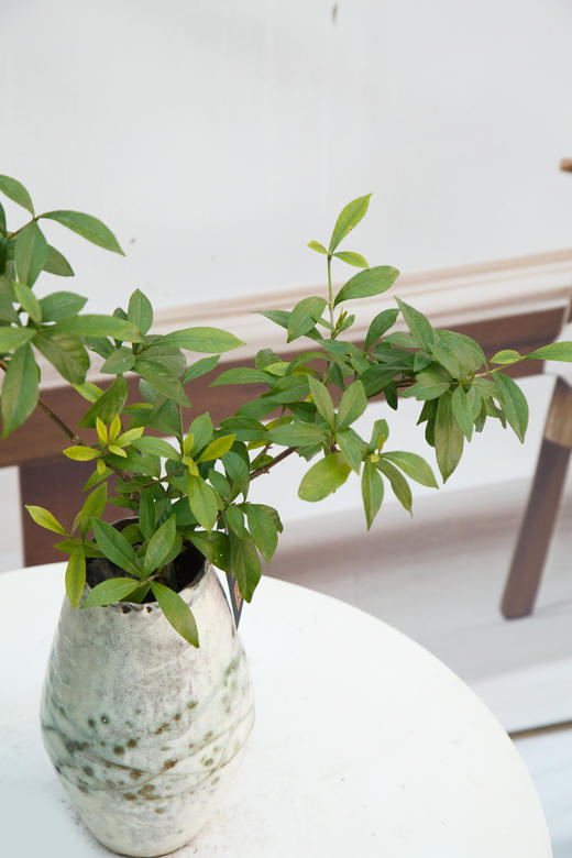 栀子花 商品图1